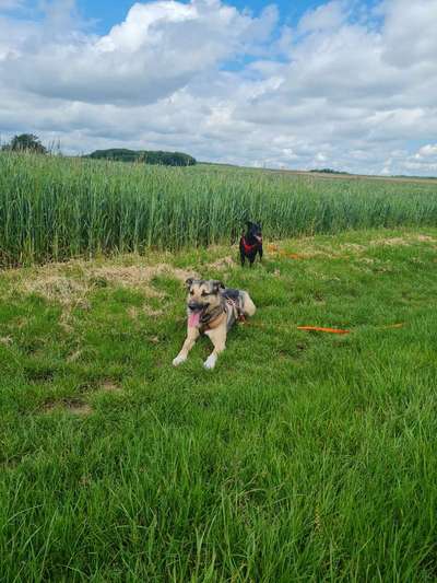 Bein heben beim pinkeln oder nicht-Beitrag-Bild