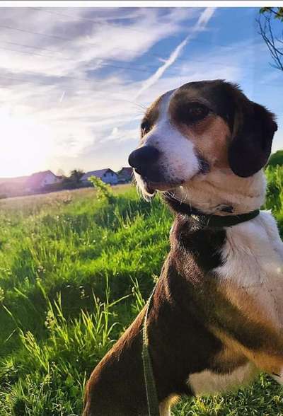 Hundetreffen-Hunde treffen in Zunsweier-Bild