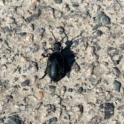 Giftköder-Ölkäfer (hochgiftig)-Bild