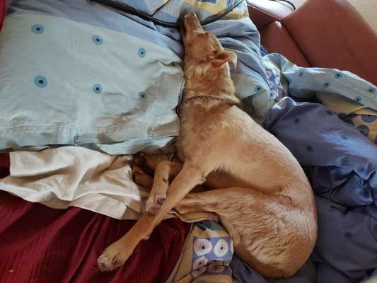 Freddys Kummerkasten-Beitrag-Bild