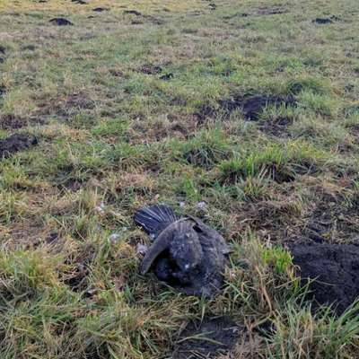 Giftköder-Kadaver eines Kormoran-Bild