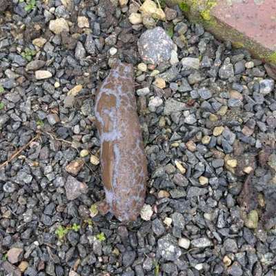 Giftköder-Giftköder-Bild