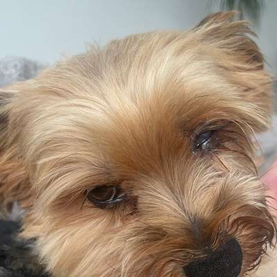 Auge verletzt , nun blau und milchig-Beitrag-Bild