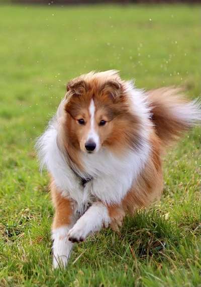 Shelties-Beitrag-Bild