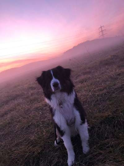 Dogorama Photo Challenge - Der Frühling kommt-Beitrag-Bild