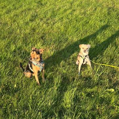 Hundetreffen-Spielgruppe für kleine Hunde-Bild