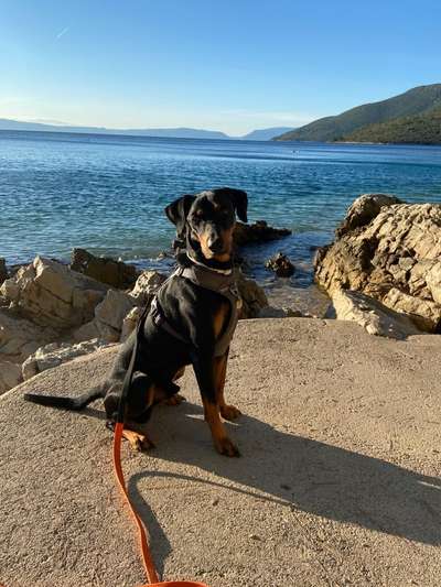Liebhaber des Deutschen Pinscher gesucht.-Beitrag-Bild