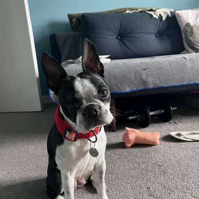 dog-meetup-Walking with puppies or small dogs-image