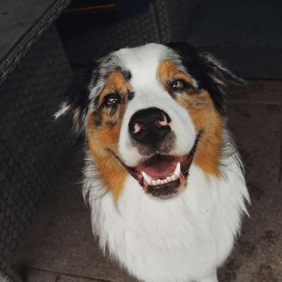 Hundetreffen-Hundetreff Ludwigsfelde Umgebung-Bild