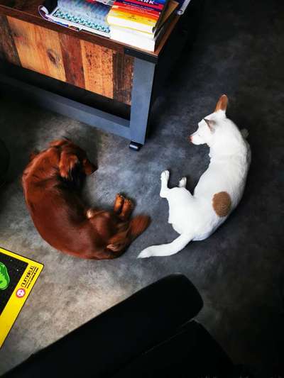 Dogorama Photo Challenge - Gegensätze-Beitrag-Bild