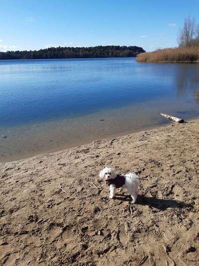 Hundetreffen-Malteser-und Kleinhundetreffen-Bild