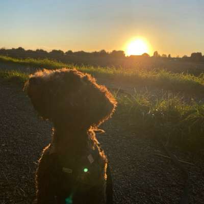 Hundetreffen-Welpen Spieltreffen-Bild