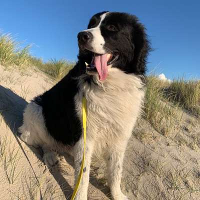 Hundetreffen-Große Hunde-Profilbild