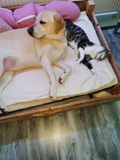 Hund und Katz Momente-Beitrag-Bild