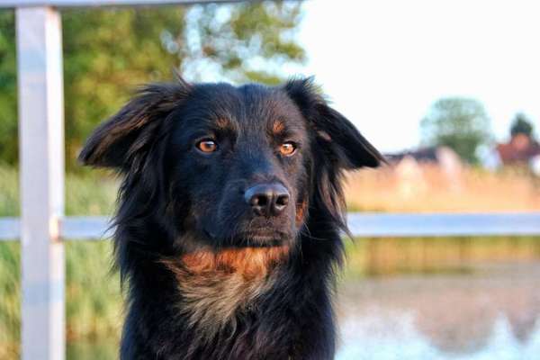 25. Farben Fotochallenge ,,Bernstein"-Beitrag-Bild