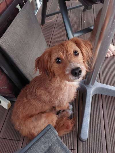 Tierschutzhunde suchen ein Zuhause-Beitrag-Bild