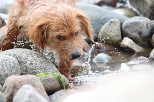 Fotowettbewerb: Wasserratte-Beitrag-Bild