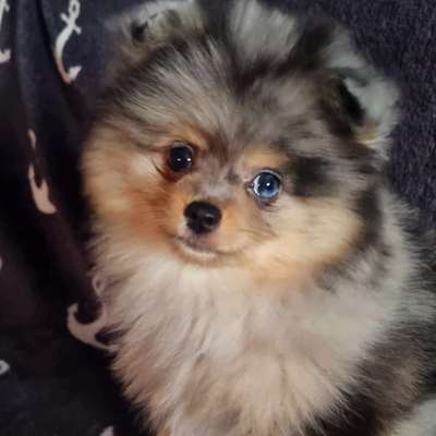 Hundetreffen-Welpentreff-Bild