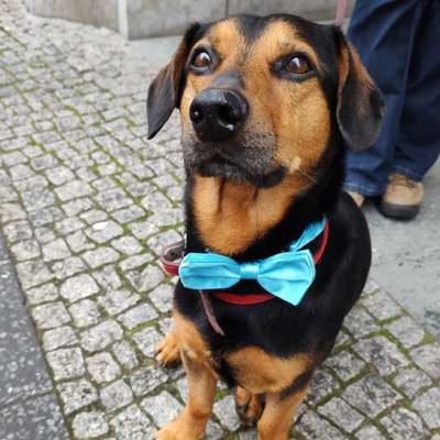 Hundetreffen-Gassigehen und spielen-Bild