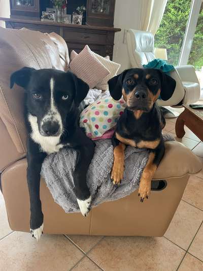 eure Spitznamen für die Vierbeiner-Beitrag-Bild