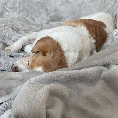 Hundetreffen-Notfallbetreuung gesucht-Bild