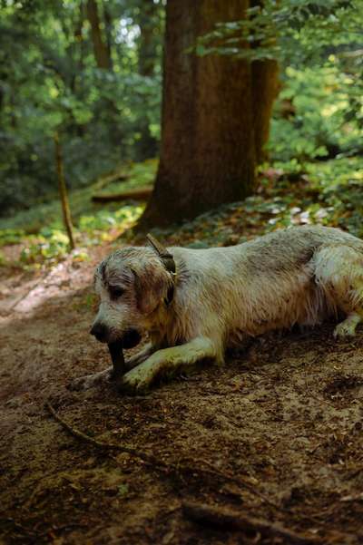 Wo sind die Golden Retriever Liebhaber?-Beitrag-Bild