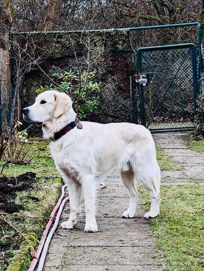 Wo sind die Golden Retriever Liebhaber?-Beitrag-Bild