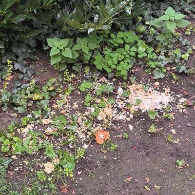 Giftköder-Reis mit Glasscherben-Bild