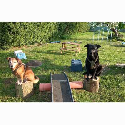 Hundetreffen-TutwasTreffen-Bild