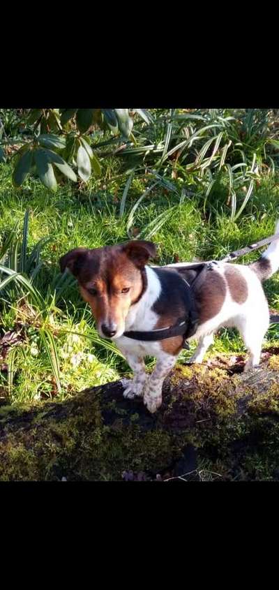 Reinrassige Hunde?-Beitrag-Bild