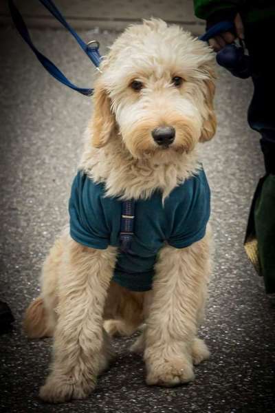 Dein Hund im Dogorama-Kalender 2021-Beitrag-Bild