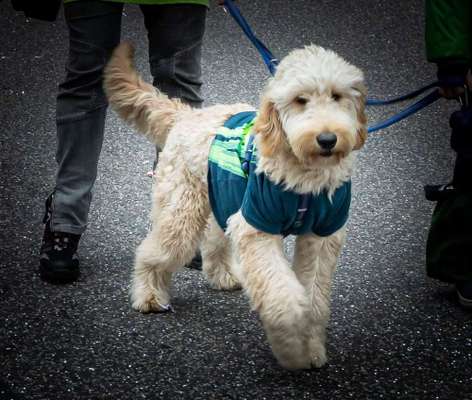 Dein Hund im Dogorama-Kalender 2021-Beitrag-Bild