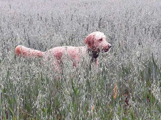 Dein Hund im Dogorama-Kalender 2021-Beitrag-Bild