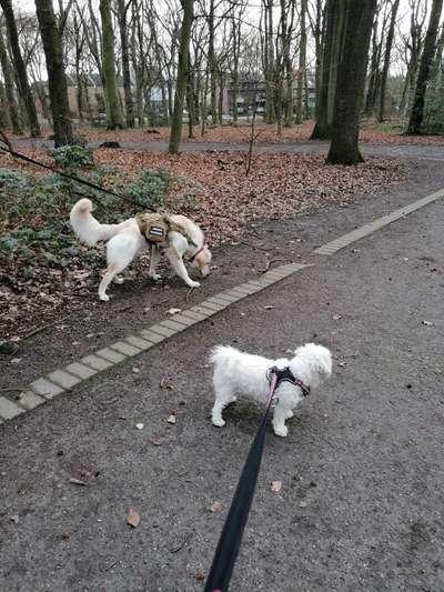 Hundeauslaufgebiet-Volkspark Osterfeld-Bild