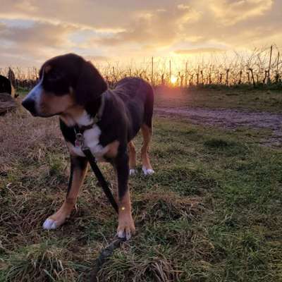 Hundetreffen-Hundebegegnungstraing Gassirunde-Bild