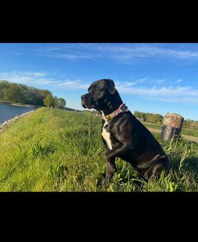 Hundetreffen-Gassi und spiele Treffen mit Amy-Bild