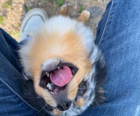 Hundetreffen-Gassi am Zwenkauer See-Bild