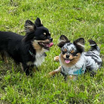 Hundetreffen-Spielstunde im Stünzer Park (Volkshain Stünz)-Bild