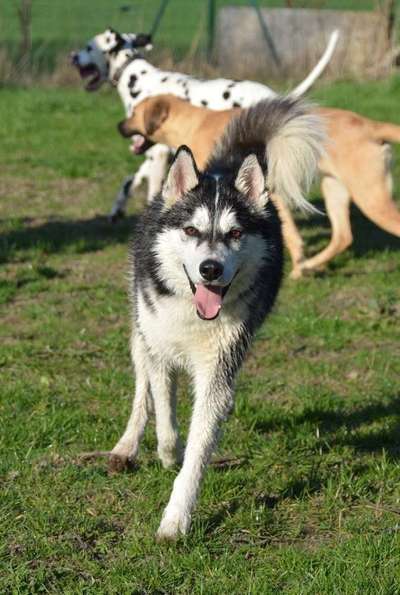 Dein Hund im Dogorama-Kalender 2021-Beitrag-Bild