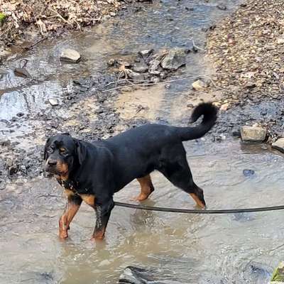 Hundetreffen-Spazieren, sozialisieren, spielen-Bild