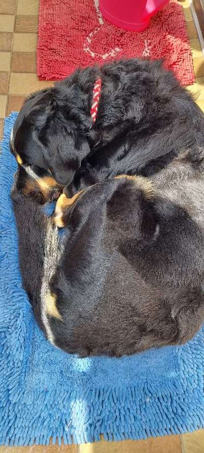 Mehrhundehaltung oder Einzelhund?-Beitrag-Bild