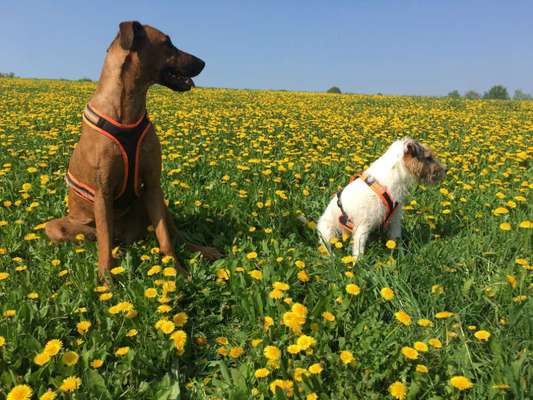 Die Dogorama Monats Challenge "Es grünt und blüht"-Beitrag-Bild