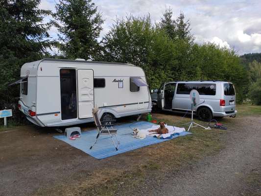 Camping mit Hund/en-Beitrag-Bild