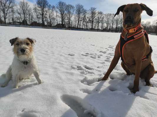 Die Dogorama Kalender Challenge Teil 2/4-Beitrag-Bild