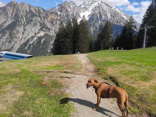 Die wunderschöne Welt mit Hund.-Beitrag-Bild