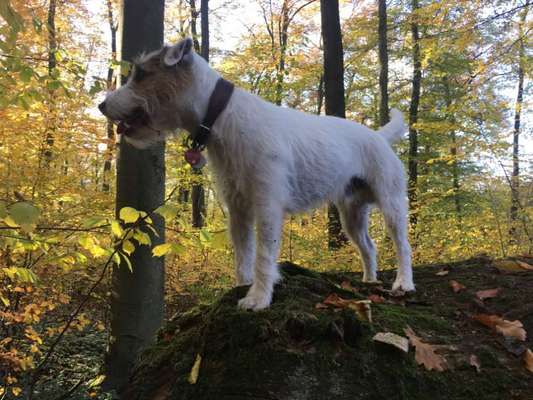 Welche Hunderasse-Beitrag-Bild