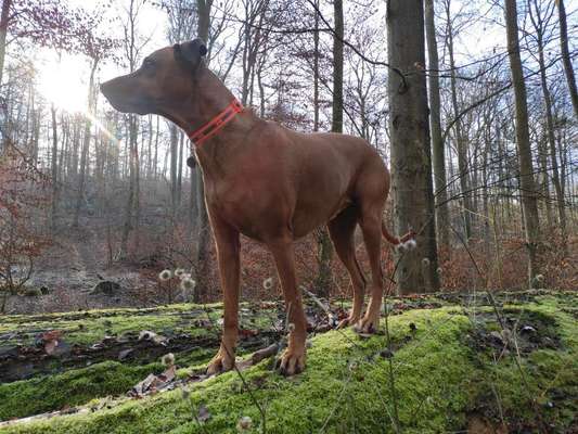 Rhodesian Ridgeback-Beitrag-Bild