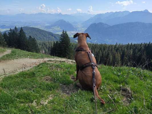 Die wunderschöne Welt mit Hund.-Beitrag-Bild