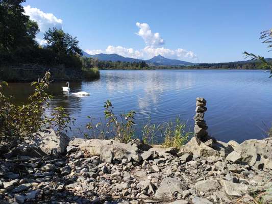 Die wunderschöne Welt mit Hund.-Beitrag-Bild