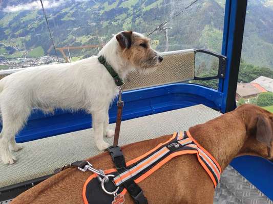 Die wunderschöne Welt mit Hund.-Beitrag-Bild